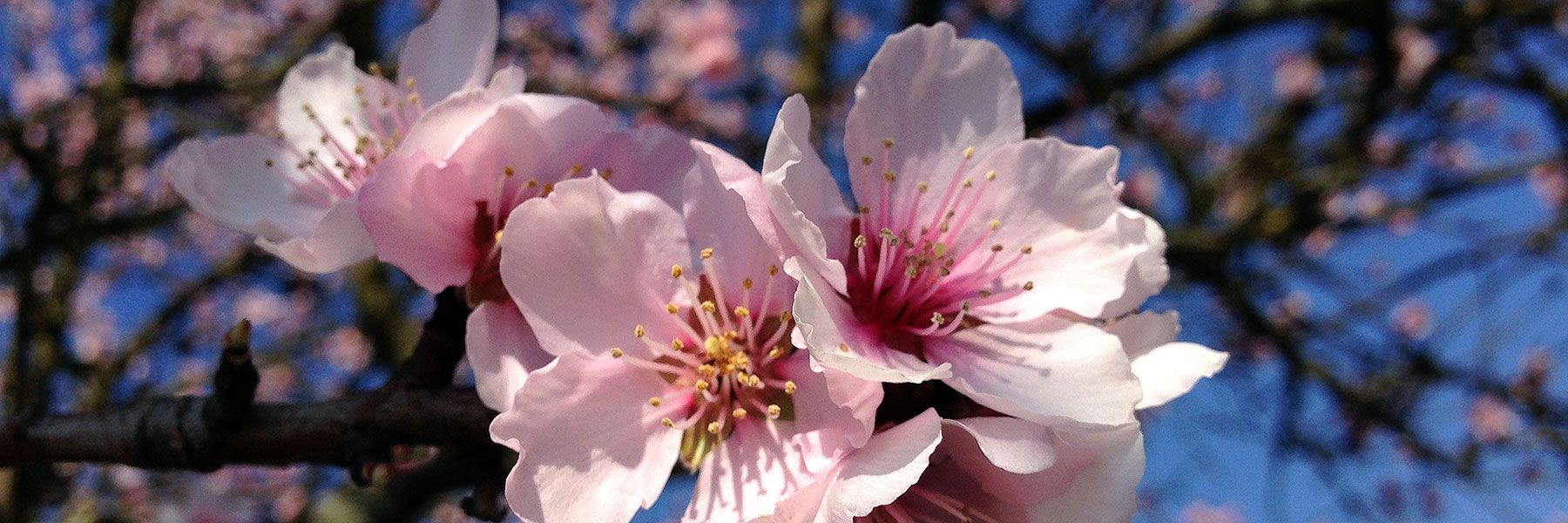 Mandelblüte im März